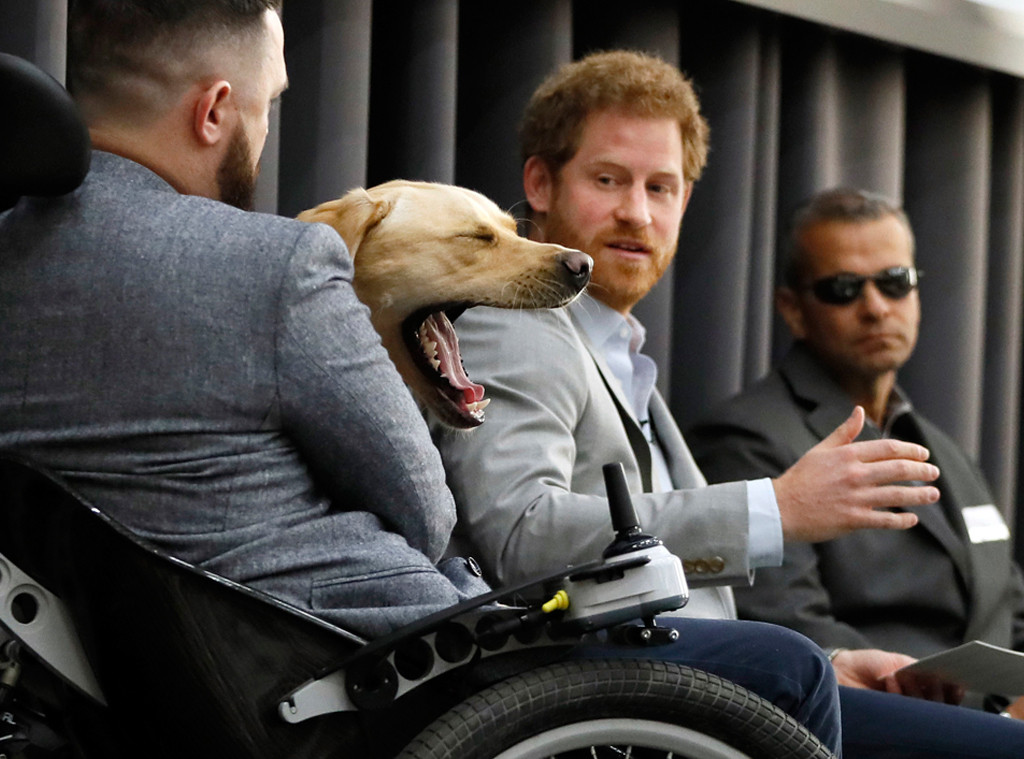Prince Harry, Dog Yawning Prince Harry, Dog Yawning